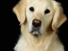 Goldens005