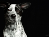 Dingo003