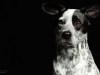 Dingo005
