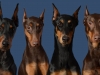 4 Dobies_2