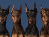 4-dobies-jpg