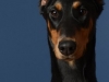 dobies011-jpg