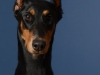 dobies013-jpg