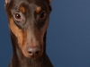 dobies017-jpg
