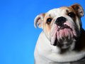 Dozer001