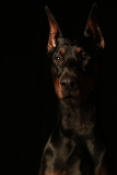 Draco001