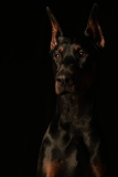 Draco002