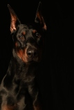 Draco003