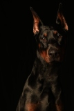 Draco004
