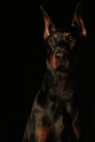 Draco005