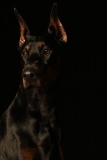 Draco006