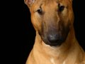 Eddie002