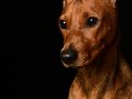 Ellie004
