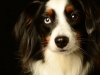 Elmore001