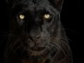 Black-Leopard-001
