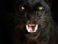 Black-Leopard-002
