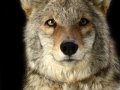 Coyote001
