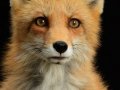 Fox001