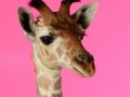 Giraffe001