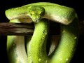 Green-Tree-Snake
