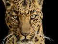 Leopard001