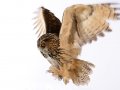 Owl001