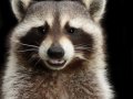 Raccoon001