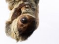 Sloth001