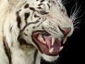 White-Tiger-001