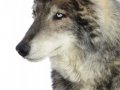 Wolf001