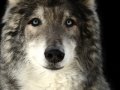 Wolf002