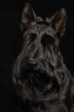 Fannie001