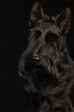 Fannie002