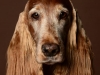 Setter004