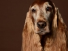 Setter005