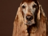 Setter006