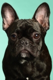 Frenchie001