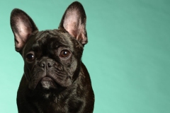Frenchie002
