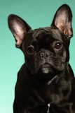 Frenchie003