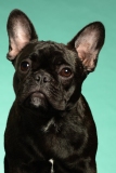 Frenchie004