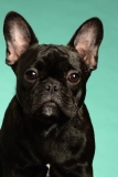 Frenchie005