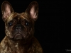 frenchies001