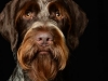 Furgus003