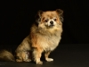 Gizmo003