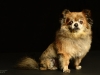 Gizmo004_006combined