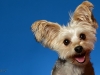 Gizmo002r