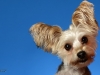 Gizmo001