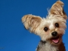 Gizmo002