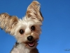 Gizmo003