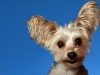 Gizmo004